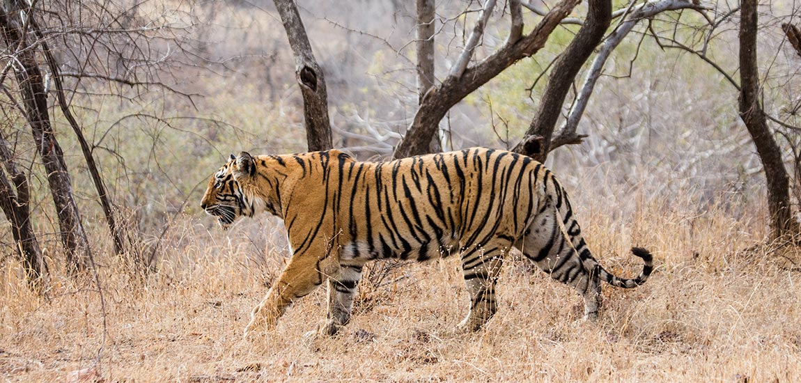 Discover The Top Tiger Reserves In India For A Wildlife Exploration